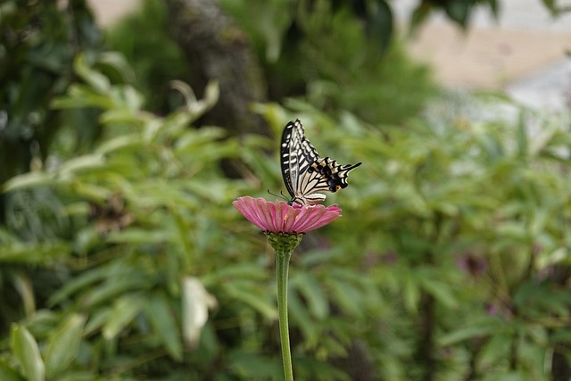 节奏